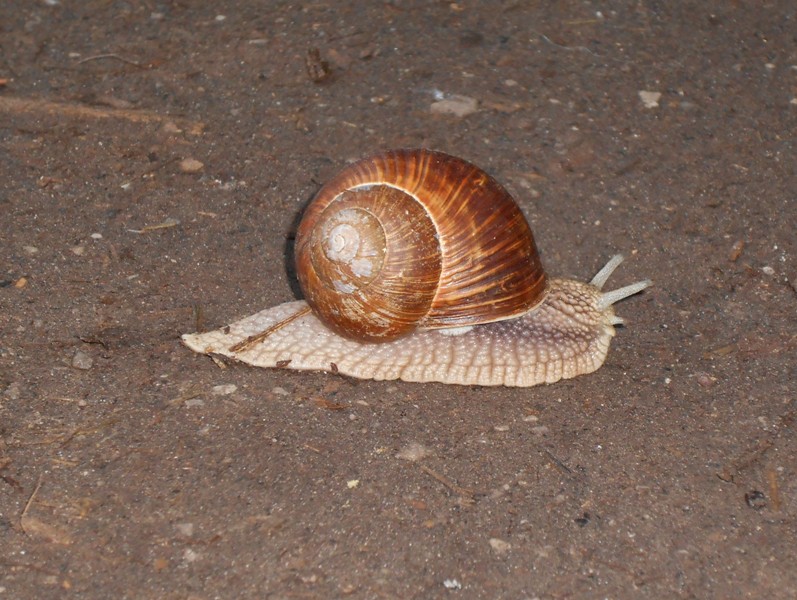 Chiocciola - Snail